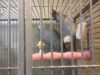African grey proven pair for sale
