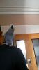 Extremely tame and super talking African grey