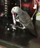 African Grey Parrot Handreared
