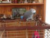 Semi Tame Congo African Grey Parrot For Sale
