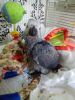 Baby Hand Reared Congo African Grey Parrot