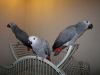 African Grey Babies 11 Months Old Hand Reared
