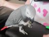 Talking African Grey Parrots Available