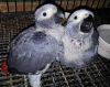 Healthy African Greys Babies Parrots And Eggs