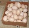 Fertile species of parrots eggs now ready for sale