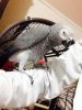 Lovely African Grey Parrots For Sale -