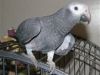 Female African Grey Parrot For Sale $80