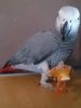 Stunning Male African Grey parrots