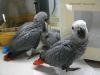 grey parrots for adoption