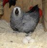 Incubated Fertile Parrot Eggs (xxx) xxx-xxx7