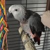African Grey Parrot For Rehoming