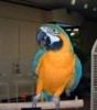 Blue & Gold Macaw Babies / African Grey Parrots