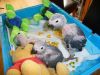 Healthy Babies parrots and fertile parrot eggs
