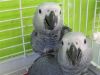 Parrots for Sale with cage