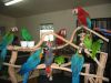 sfdgdg Talking African grey parrots, Macaw