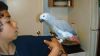 Dna Tested African Grey Parrots