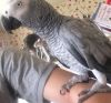 African Gray Parrot for sale
