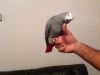 Super Silly Tame African Grey Parrot For Sale