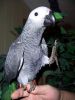 African grey parrot tame and talking