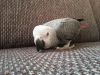 African grey parrots to let go