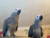 outstanding Congo African Grey Parrots