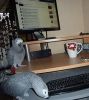 2 African Grey Parrots For Sale