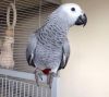 Hi am selling my super male and african grey