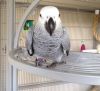 African grey parrot tame very talkative 18 months