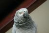 African grey parrot comes with large cage