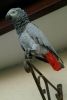 Radha Is An African Grey Parrot ,