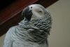 2.5 Year Old African Grey Male Parrot For Sale,