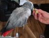 HOME trained African Grey parrot