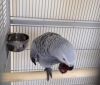 Beautiful and healthy tamed African Grey