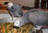 Hand-reared African Grey Parrots
