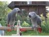 Awesome African Gray Parrot