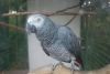 Dna Congo African Grey Parrots For Adoptio