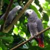 Talking African gray parrots for good homes