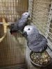 Pair Hand Reared Dna Tested African Grey Parrots
