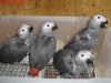 African Greys Aka African Grey Parrots For Sale