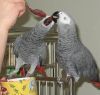 gbg African grey parrots