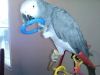 African Grey Congo Parrot xxx) xxx-xxx7