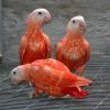 Baby Red Factor African Grey Parrots For Sale