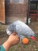 Beautiful And Lovely Congo African Grey Parrots.