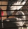Beautiful And Lovely Congo African Grey Parrots