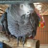 Pair Of Talking African Grey Parrots Available