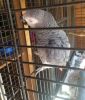 African Grey and Macaw Parrots for sale