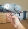 Male And Female african grey parrot