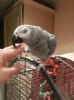 Hand Raised African Grey parrots