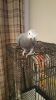 Baby Congo African Grey Parrot for sale