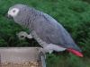 Awesome pair of talking african gray parrots